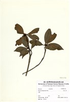 藏品(白花八角)的圖片